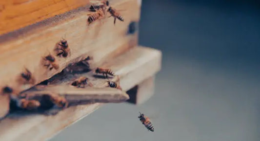 Getting Ready for Your Spring Bees: A Pre-Season Checklist