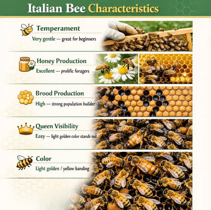 Spring 2027 Pre-Order: Italian Package Bees, 3 lb — America's Most Popular Bee