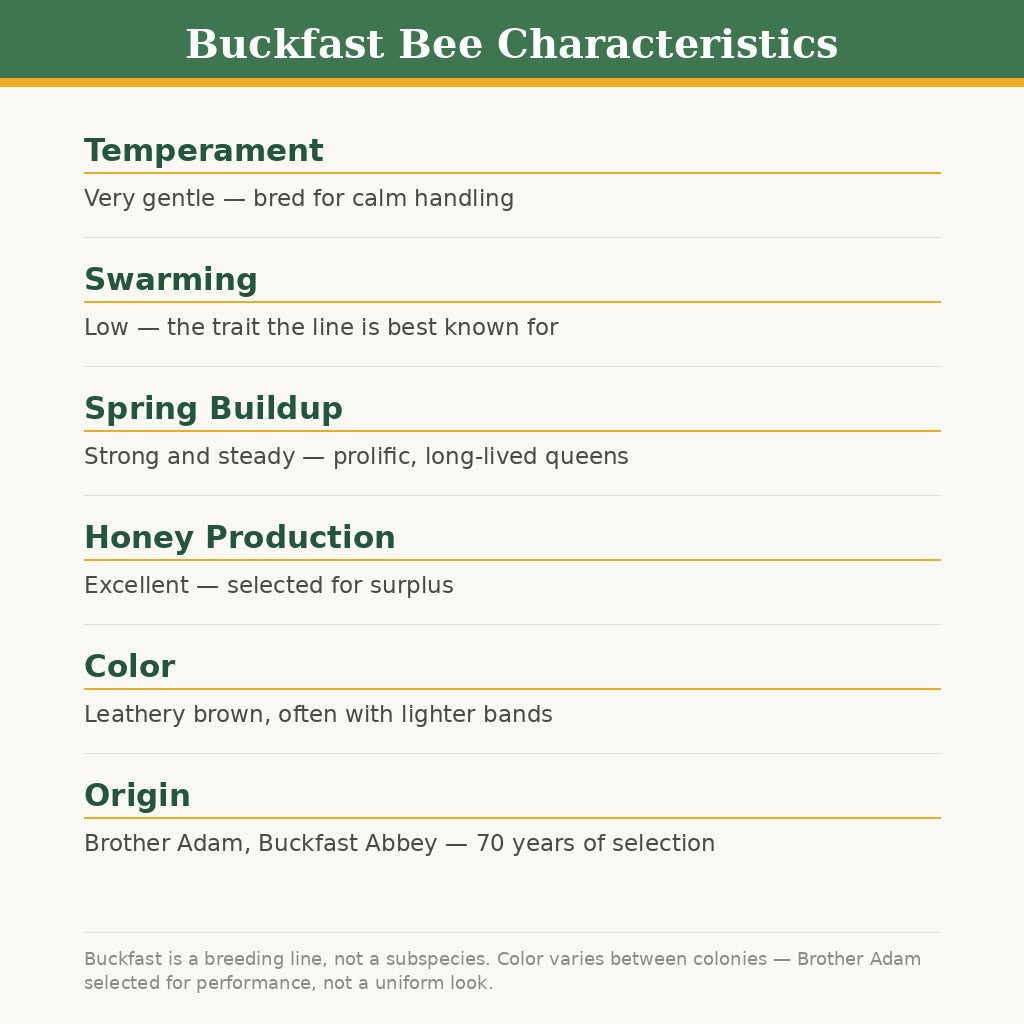 Spring 2027 Pre-Order: Buckfast Package Bees, 3 lb — Gentle and Low-Swarming