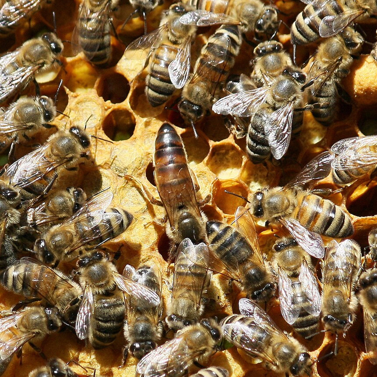 Spring 2027 Pre-Order: Buckfast Package Bees, 3 lb — Gentle and Low-Swarming