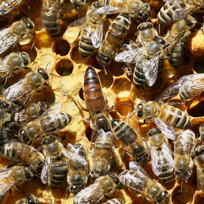 Spring 2027 Pre-Order: Buckfast Package Bees, 3 lb — Gentle and Low-Swarming