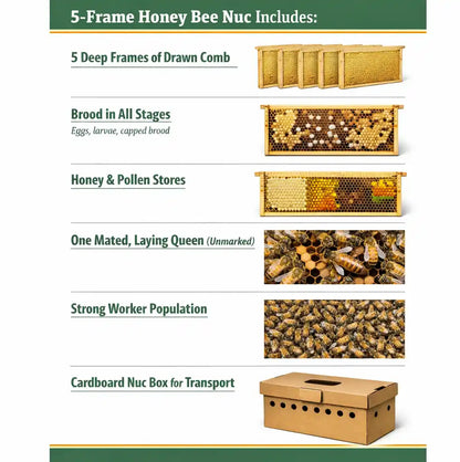 5-Frame Nucleus Colony (Nuc), Carniolan — Best Choice for Beginners