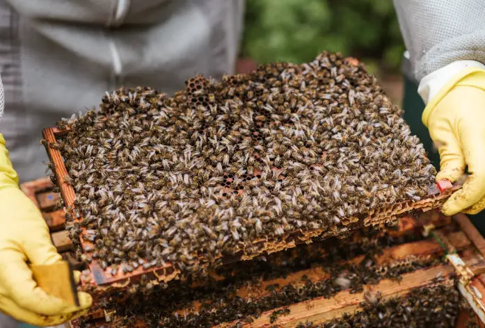 Beekeeper inspecting a frame of cold-hardy bees proven for Minnesota and North Dakota