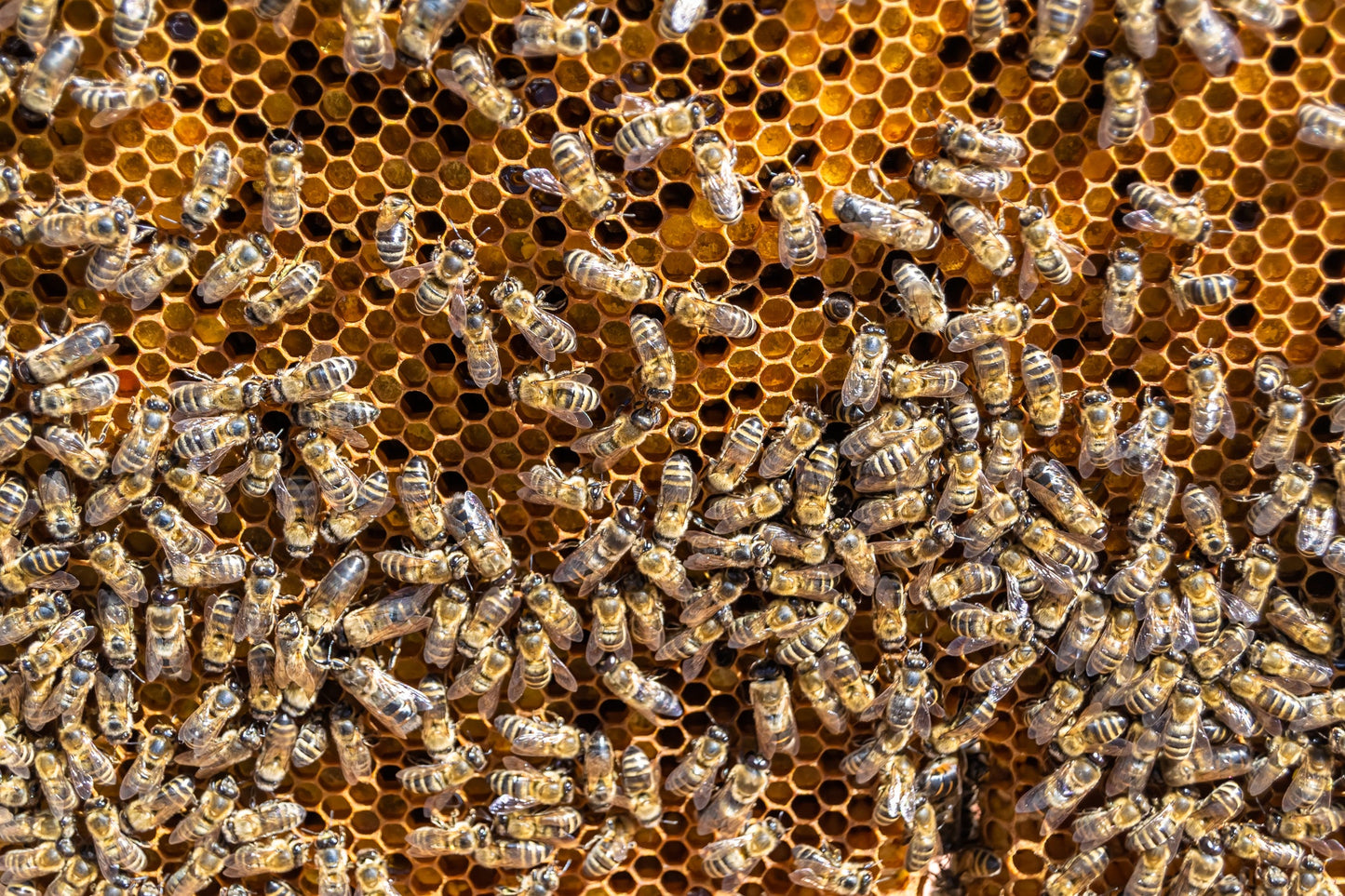 Mated Carniolan Queen